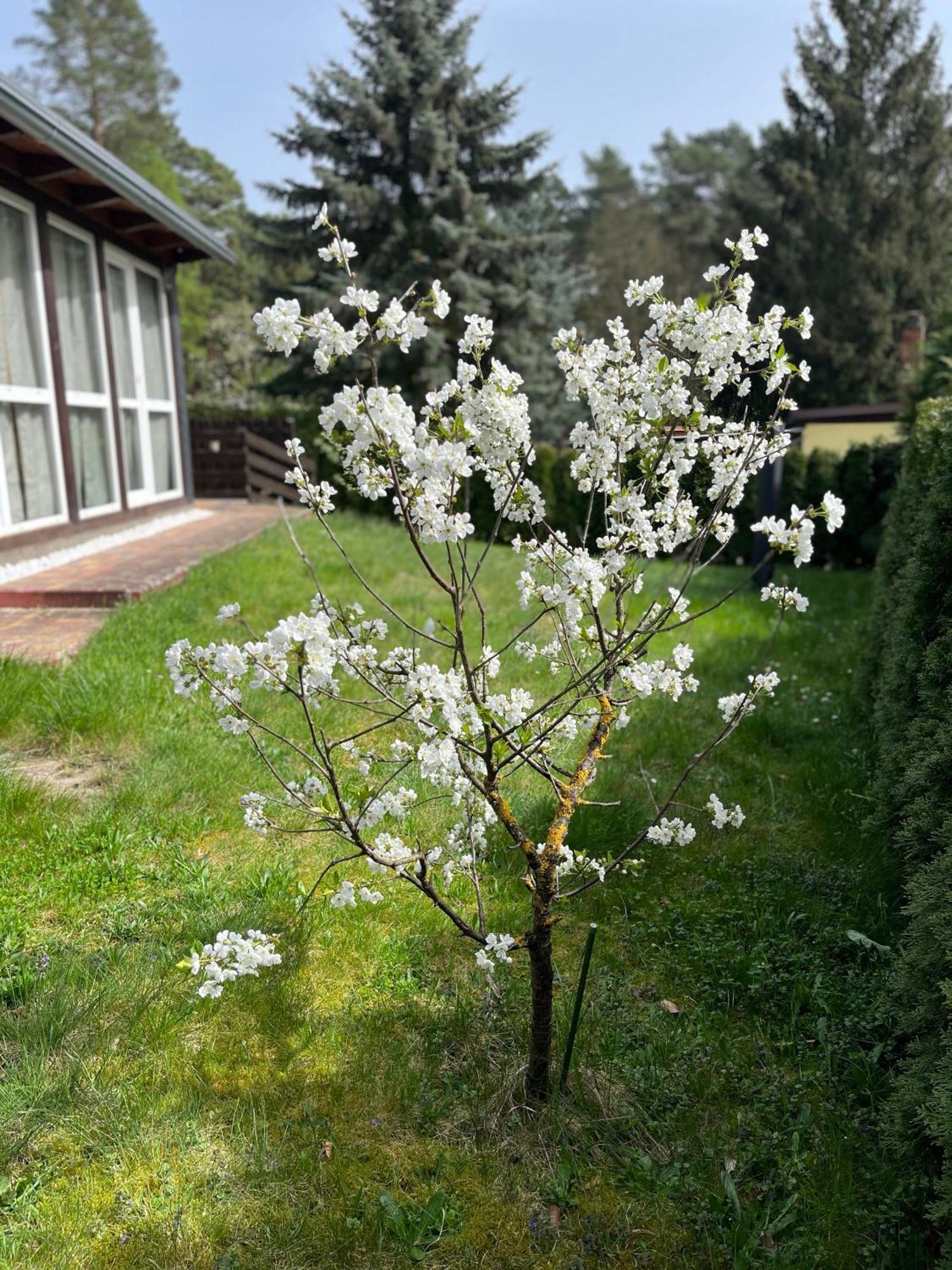 Ferienhaus Fjola Schenkendobern Εξωτερικό φωτογραφία